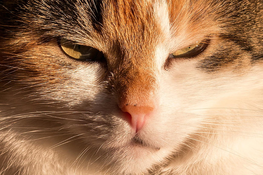 Close-up portrait of a calico cat face with intense eyes