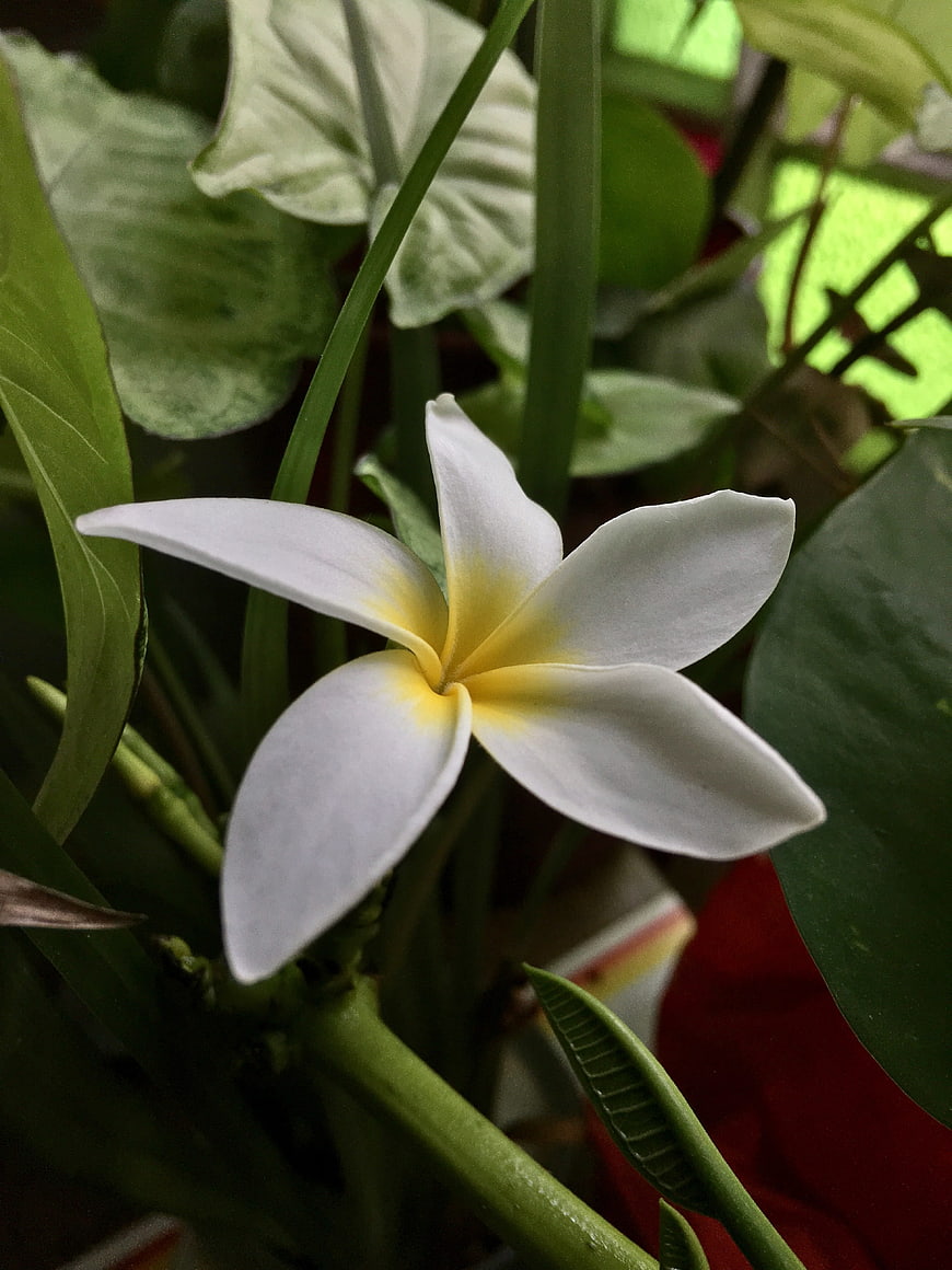 Close-up of a white and yellow plumeria flower