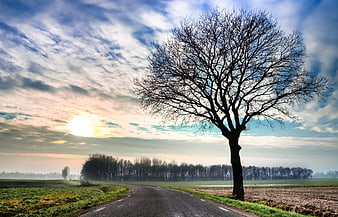 Solitary Bare Tree on Rural Road at Sunrise