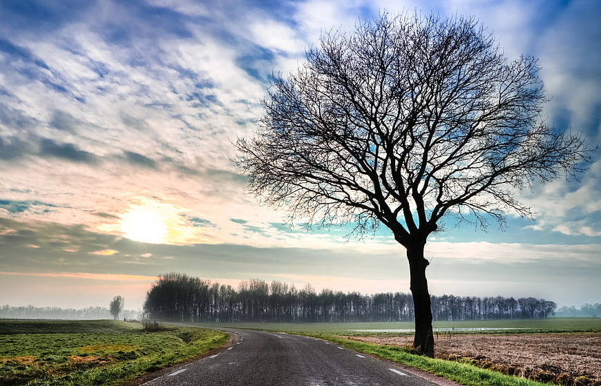 Solitary Bare Tree on Rural Road at Sunrise