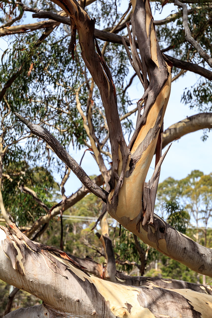 Close-up of textured eucalyptus tree bark peeling in sunlight