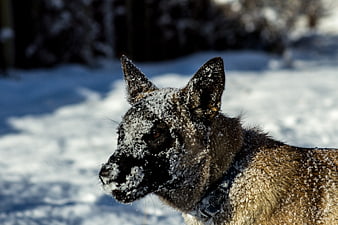 Belgian Sheepdog Covered in Snow in Winter Forest