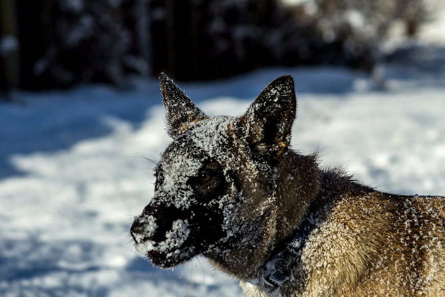 Belgian Sheepdog Covered in Snow in Winter Forest