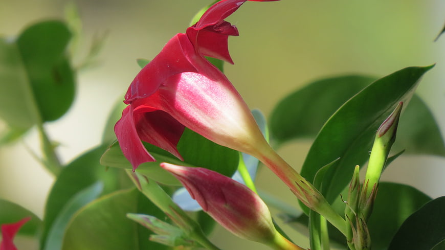 Close-up of vibrant red mandevilla flower with green leaves