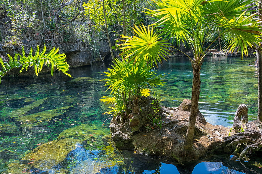 Crystal Clear Cenote Water with Palm Trees in Yucatan Jungle