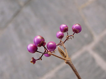 Close-up of purple Callicarpa berries on a branch against a blurred gray background