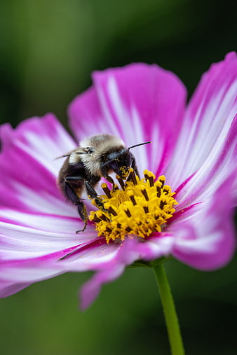 Bumblebee Pollinating Pink Cosmos Flower Macro