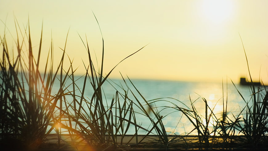 Silhouette of Beach Grass Against Golden Sunset Ocean