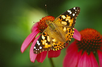 Painted Lady Butterfly on Pink Coneflower