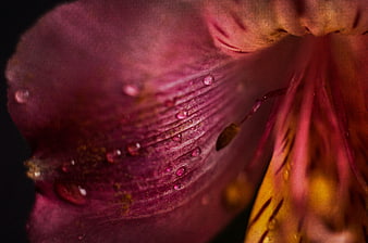 Macro Photography of Pink Lily Petal with Water Droplets