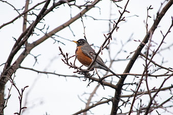 American Robin Perched on Bare Tree Branches