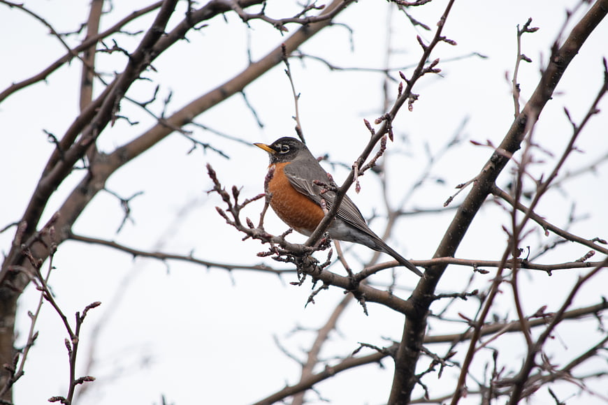 American Robin Perched on Bare Tree Branches