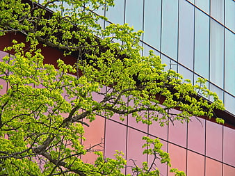 Modern glass building facade with vibrant green tree branches
