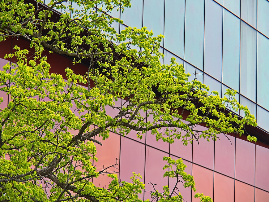 Modern glass building facade with vibrant green tree branches