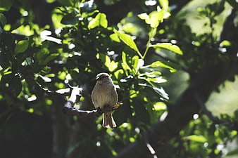 Small brown bird perched on a tree branch in sunlight