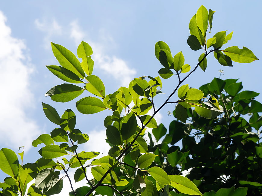 Sunlit Green Leaves Against Blue Sky Background