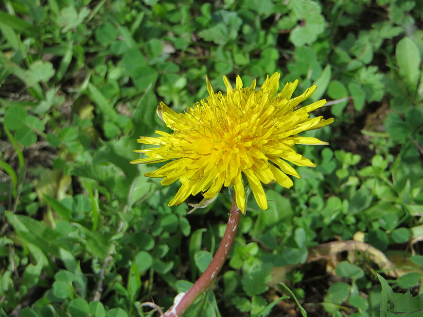 Close-up of a bright yellow dandelion flower in green grass