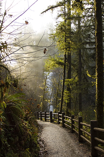 Misty forest trail with wooden fence and waterfall