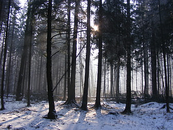 Sunlight streaming through snowy pine forest in winter morning