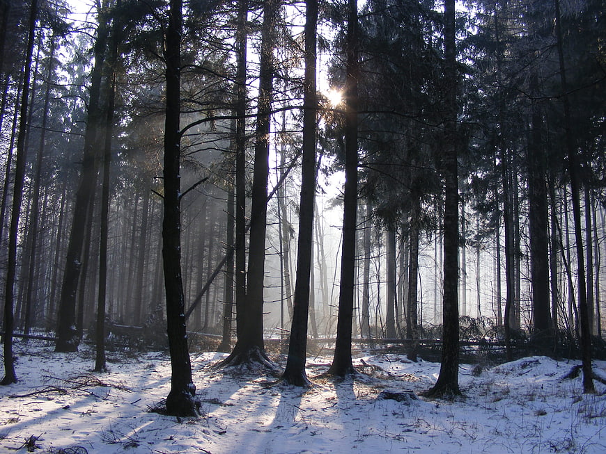 Sunlight streaming through snowy pine forest in winter morning