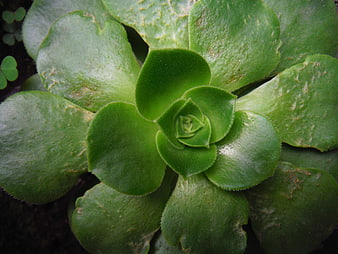 Close-up of Green Succulent Rosette Plant