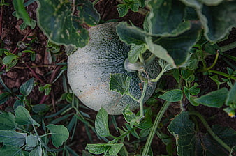 Green melon growing in garden soil
