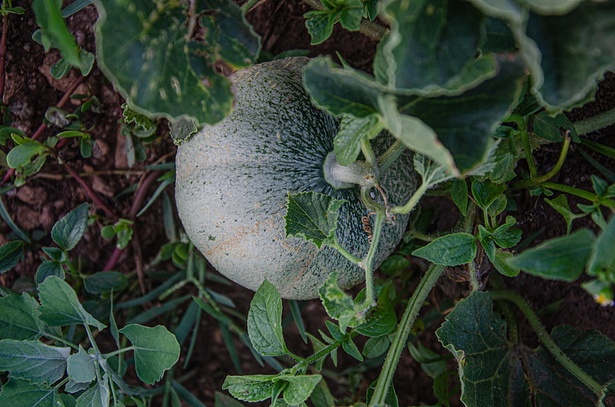Green melon growing in garden soil