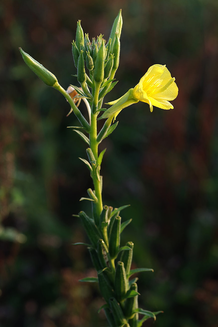 Yellow Evening Primrose Flower in Natural Meadow Setting