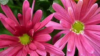 Close-up of vibrant pink chrysanthemum flowers with green centers