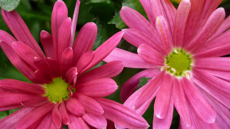Close-up of vibrant pink chrysanthemum flowers with green centers