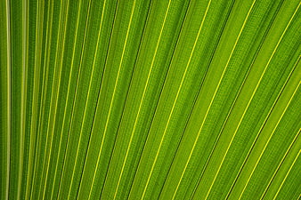 Close-up texture of green banana leaf veins