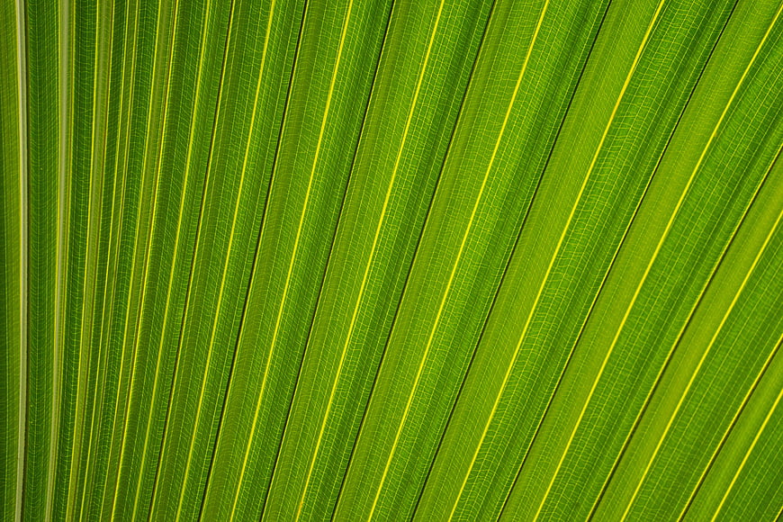 Close-up texture of green banana leaf veins