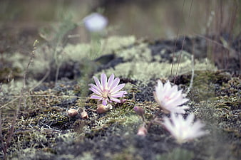 Delicate pink wildflower blooming in mossy tundra landscape