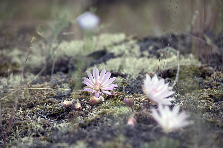 Delicate pink wildflower blooming in mossy tundra landscape