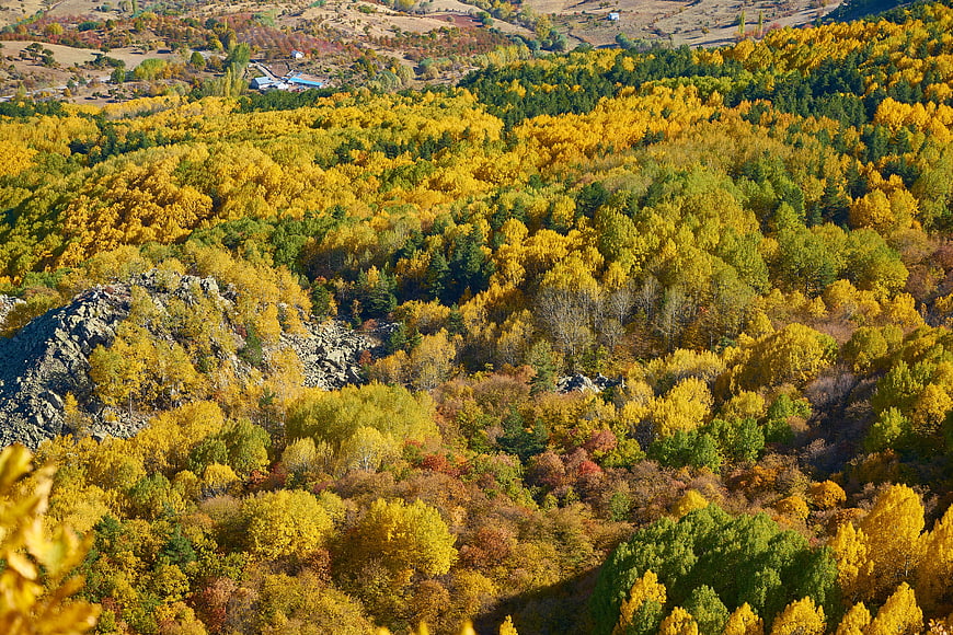 Vibrant yellow autumn forest on rolling hills with rocky outcrop