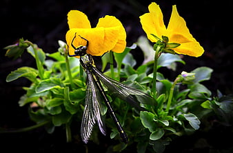 Dragonfly on Yellow Pansy Flowers