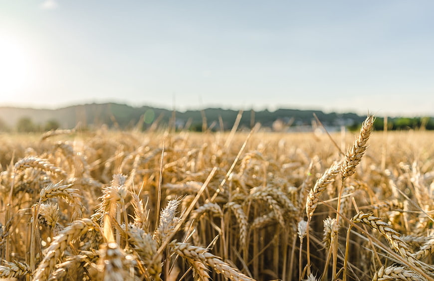 Golden Wheat Field Close-Up with Blurred Background