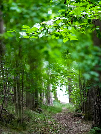 Sunlit forest path with vibrant green leaves and trees