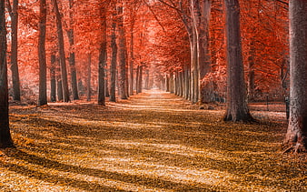 Autumn Avenue: Red Maple Trees Lining a Park Path