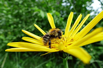 Close-up of a bumblebee pollinating a bright yellow flower