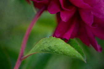 Close-up of vibrant magenta peony flower with green leaf
