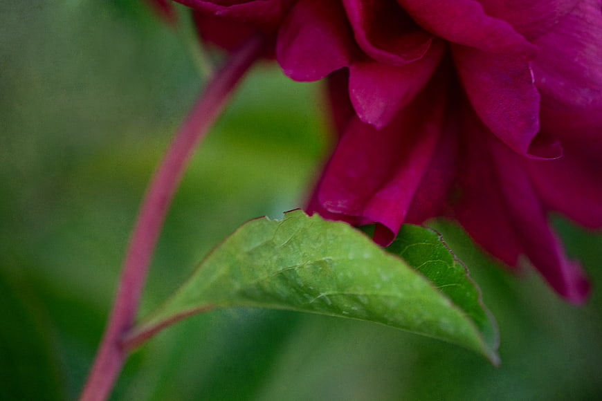 Close-up of vibrant magenta peony flower with green leaf