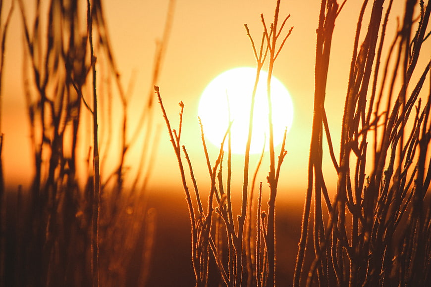 Silhouetted Dry Branches Against Golden Sunset Sun