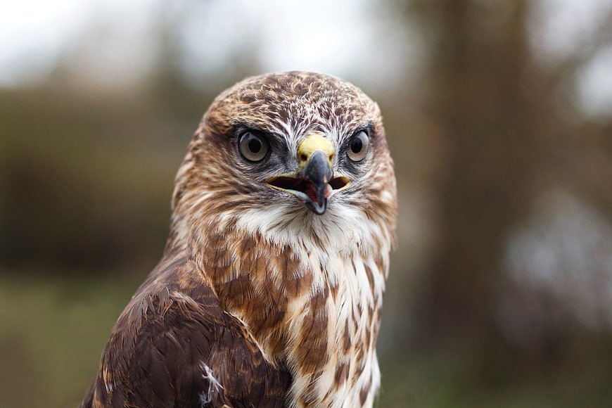 Close-up portrait of a hawk with intense eyes and sharp beak