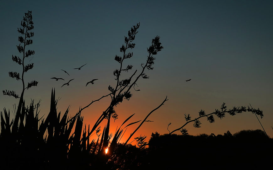 Silhouetted Birds Flying Over Plants at Sunset