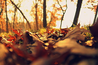 Low Angle Autumn Forest Floor with Golden Sunlight