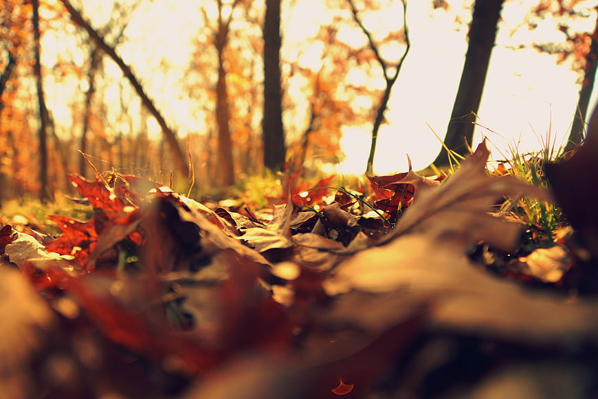 Low Angle Autumn Forest Floor with Golden Sunlight