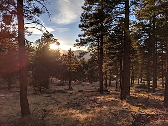 Sunset through pine forest with mountains in background