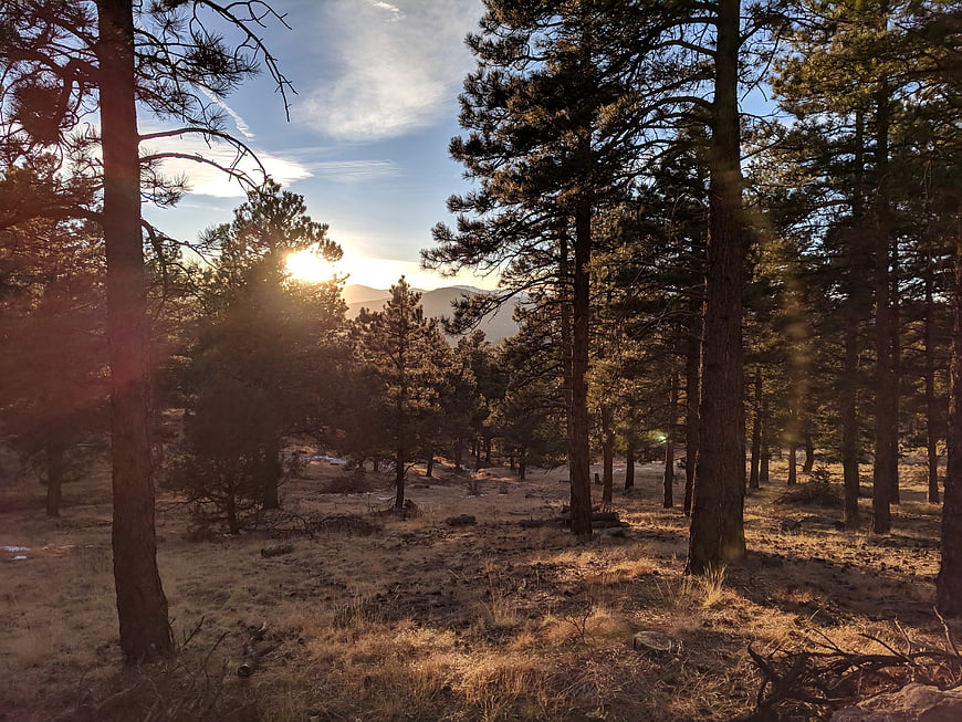 Sunset through pine forest with mountains in background