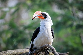 Red-billed Hornbill Perched on Branch in Forest